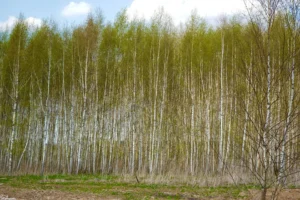 Коттеджный поселок «Торбеево ИЖС»