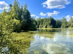 Коттеджный посёлок «Усадьба лесное озеро»