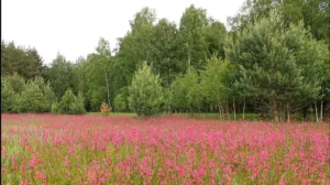 Коттеджный посёлок «Уютная Долина»