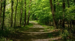 Коттеджный посёлок «Уютная Долина»