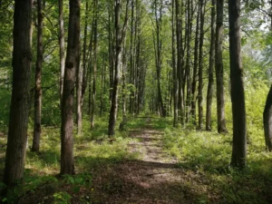 Поселок "Данилово Парк"